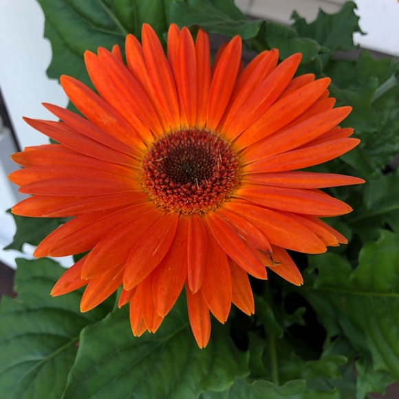 Meet your Posher, Clinton - Picture 1 of 1